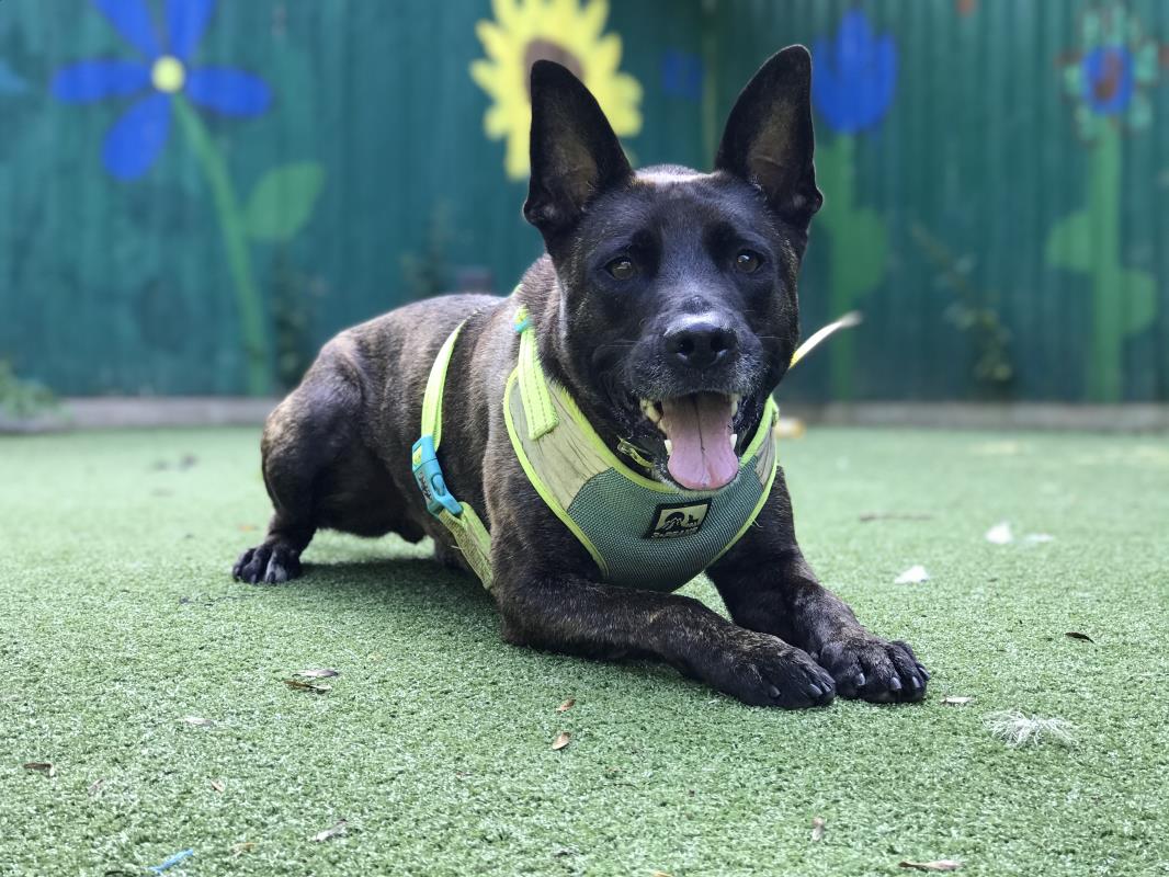 Smiley boy Todd has bundles of energy and is very intelligent! He loves carrying a toy with him wherever he goes, and enjoys a good treat. Todd enjoys a fuss and snuggles first thing in the morning before a fun day playing with a ball! 💛
<a href="/DT_Ilfracombe/">DT Ilfracombe</a>📍
bit.ly/3zcKkSf