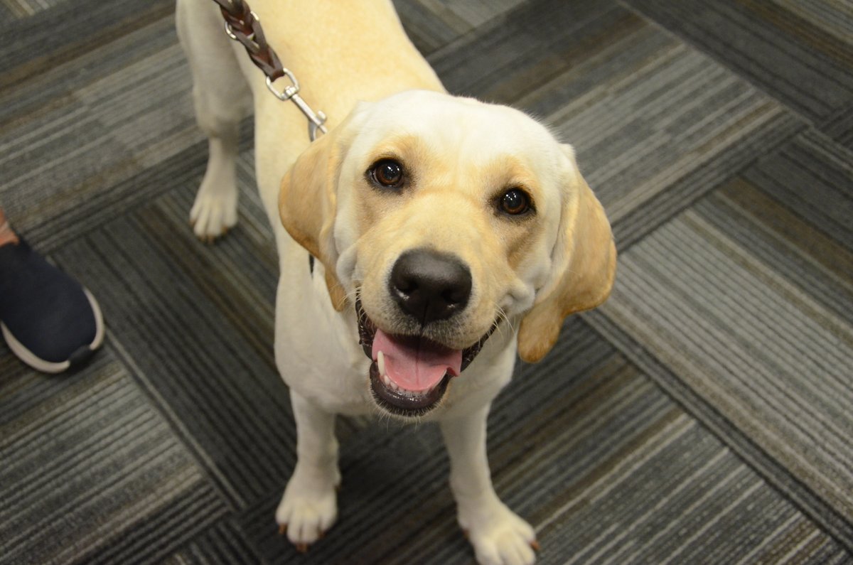RaymondJames's tweet photo. It was a “ruff” day at the office with our furry friends from @SEGuideDogs who came to educate our associates about the importance of #mentalhealth and the various wellness resources available both on and off campus. #RJCares https://t.co/eU1Xs066MG