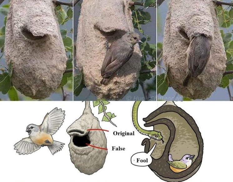 False Nest : A unique anti predatory strategy.. Cape penduline tit or southern penduline tit (Anthoscopus minutus) makes a ‘false chamber’ that is constructed below the actual entrance to the nest chamber. #FalseNest Diagrammatic depiction: WA forward @susantananda3