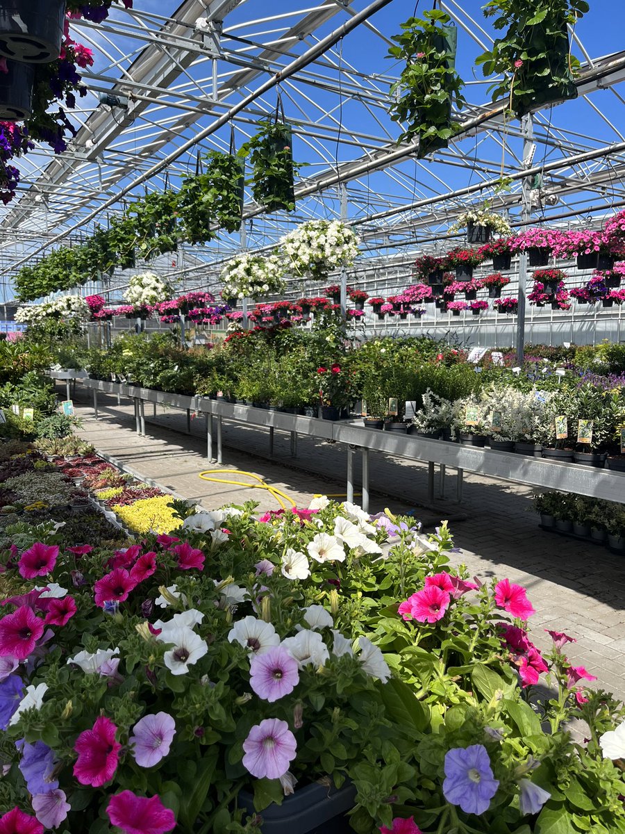Marionreiber's tweet photo. @MRTfotografie Ik loop te genieten in de bloemenkas 🌺☀️🎋🍃🌸 https://t.co/ZYw8SXnBN2
