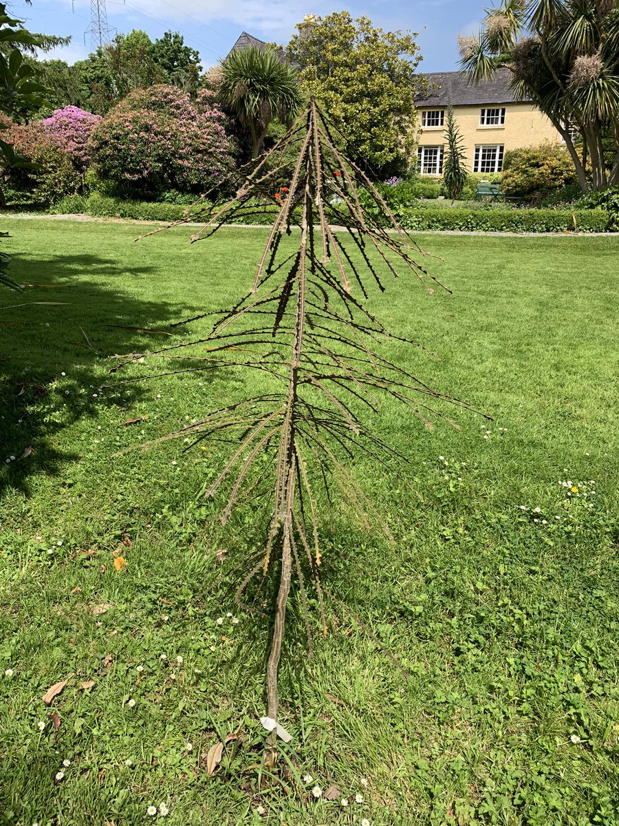 Can you identify this immature tree? Latin name please. Clue, they originate in New Zealand. First correct reply will be awarded a Gift Voucher for Afternoon Tea for Two. Please include an email address. Alternatively we will tweet you for your details. hunters.ie