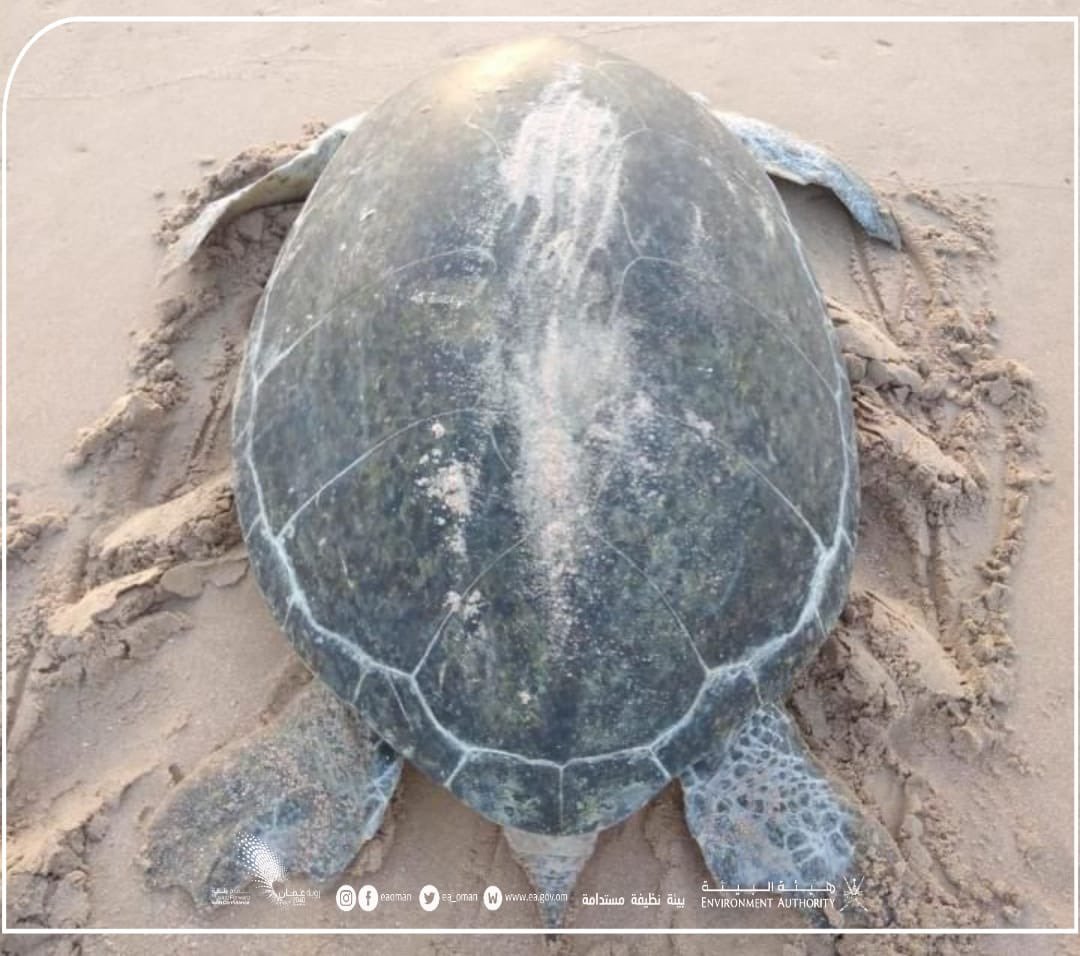 arabiandailys's tweet photo. Green turtle returns to Oman after 31 years
#ea_oman #greenturtle #oman #arabiandaily https://t.co/SAd05aJvG0