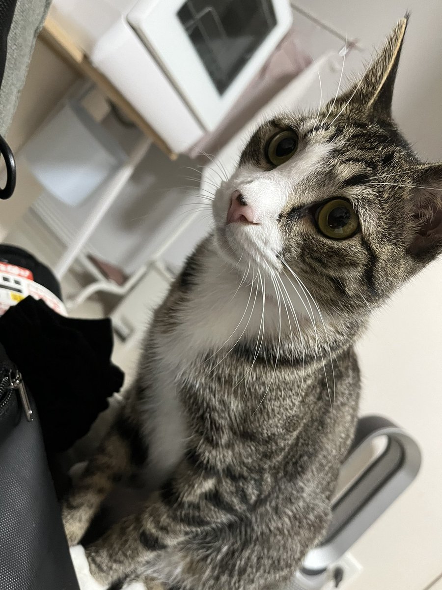 airun421's tweet photo. みんな疲れてるだろうからウチの爆イケ猫さん見て癒されてね♡ https://t.co/fVvzP0Y4zh