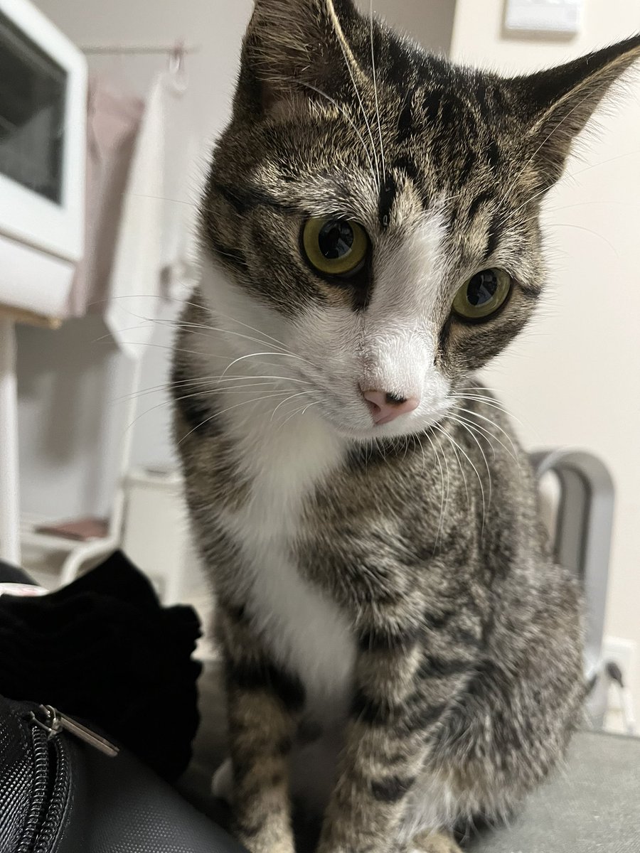 airun421's tweet photo. みんな疲れてるだろうからウチの爆イケ猫さん見て癒されてね♡ https://t.co/fVvzP0Y4zh