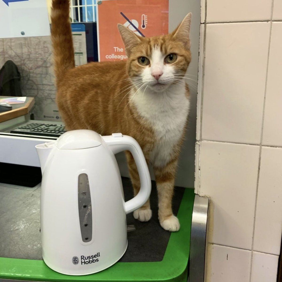 George The Stourbridge Junction Station Cat tweet media