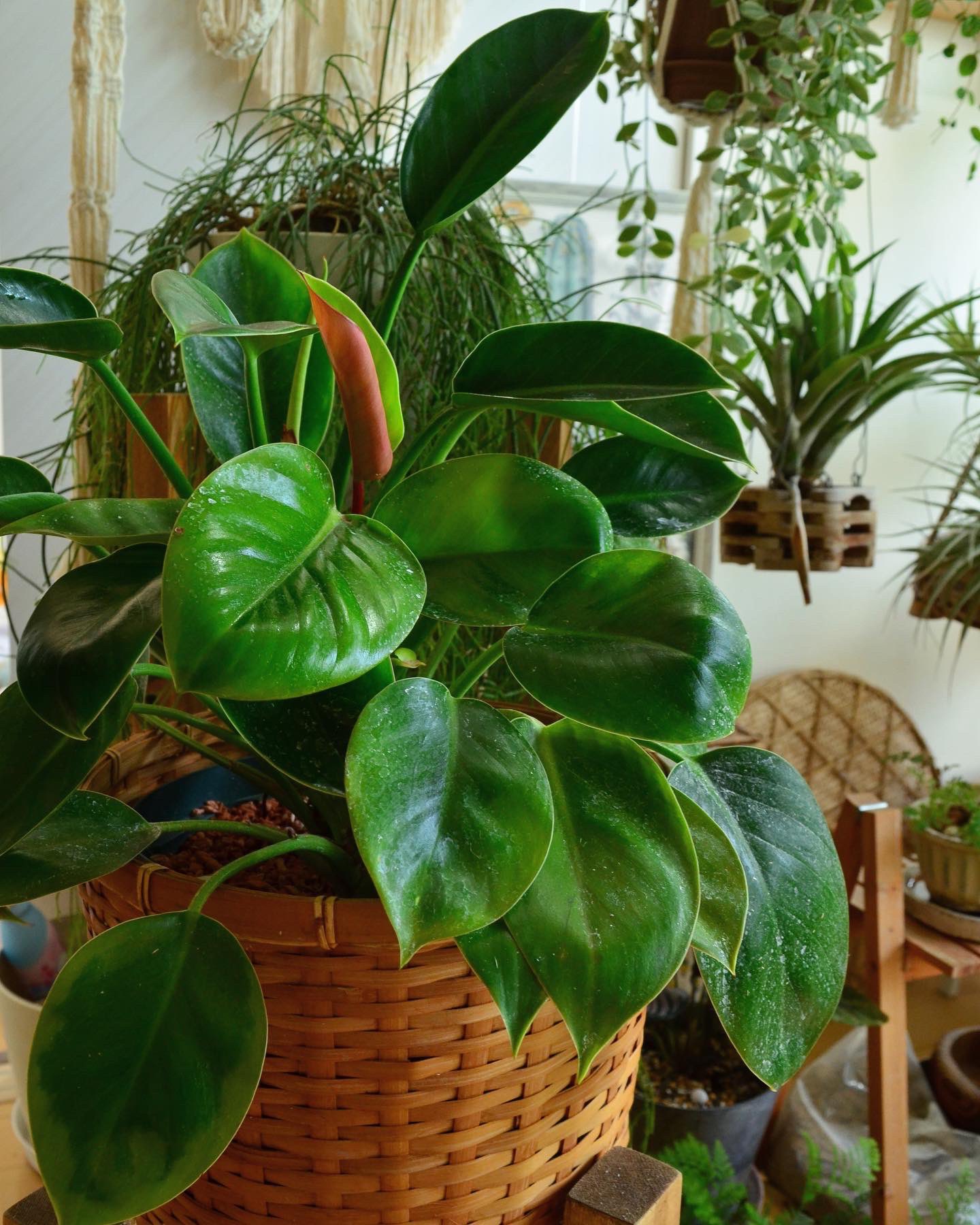 Rin 新しい葉っぱ アップルってだけあって 葉っぱの裏側が時々赤いの 今回の葉っぱは半分半分 か かわいい Philodendron Philodendronapple フィロデンドロン フィロデンドロンアップル 観葉植物 T Co Kststk61rj Twitter