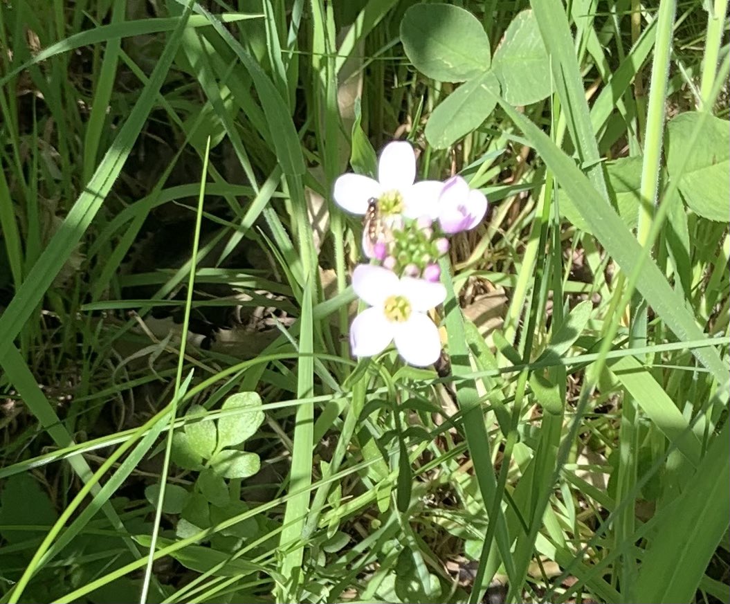 SkylarkArtist's tweet photo. Cuckooflower…
it blooms as the cuckoo arrives
#cuckoo #flower #wildflowers #cardamine #pratensis #edible #salad #plant
🌱🌸🌱 https://t.co/AMX9vasOmn