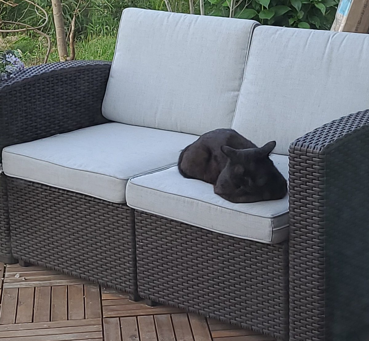 Rachel & Jun tweet media