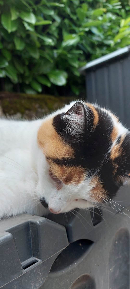 FreeRangeChalet's tweet photo. MASCOTS
We couldn't let #HugYourCatDay pass without a nod to these 2 furry mascots
Life wouldn't quite be the same without them to entertain us.
Don't forget to give your pets a hug today.
#NationalHugYourCatDay #Cats #Mascots #TeamFreeRange https://t.co/hRkqtHPXhg