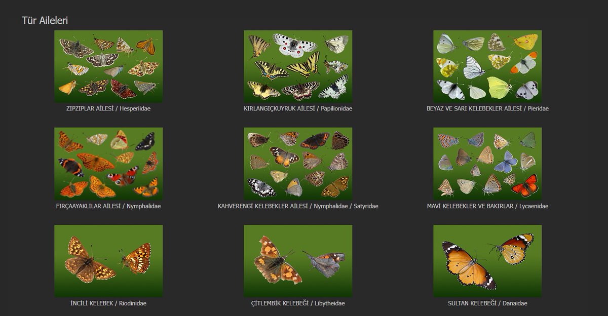 Ülkemizde 9 aileden yaklaşık 415 tür kelebek uçuyor. Bunlardan 3 ailenin tek temsilcisi var .
İncili Kelebek (Hamearis lucina) de onlardan biri ve sadece Trakya bölgemizde uçuyor.
Daha fazla bilgi için;
trakel.org/kelebekler/?fs…

#Butterflies <a href="/OrgTrakel/">Trakel.org / Türkiye'nin Anonim Kelebekleri</a>