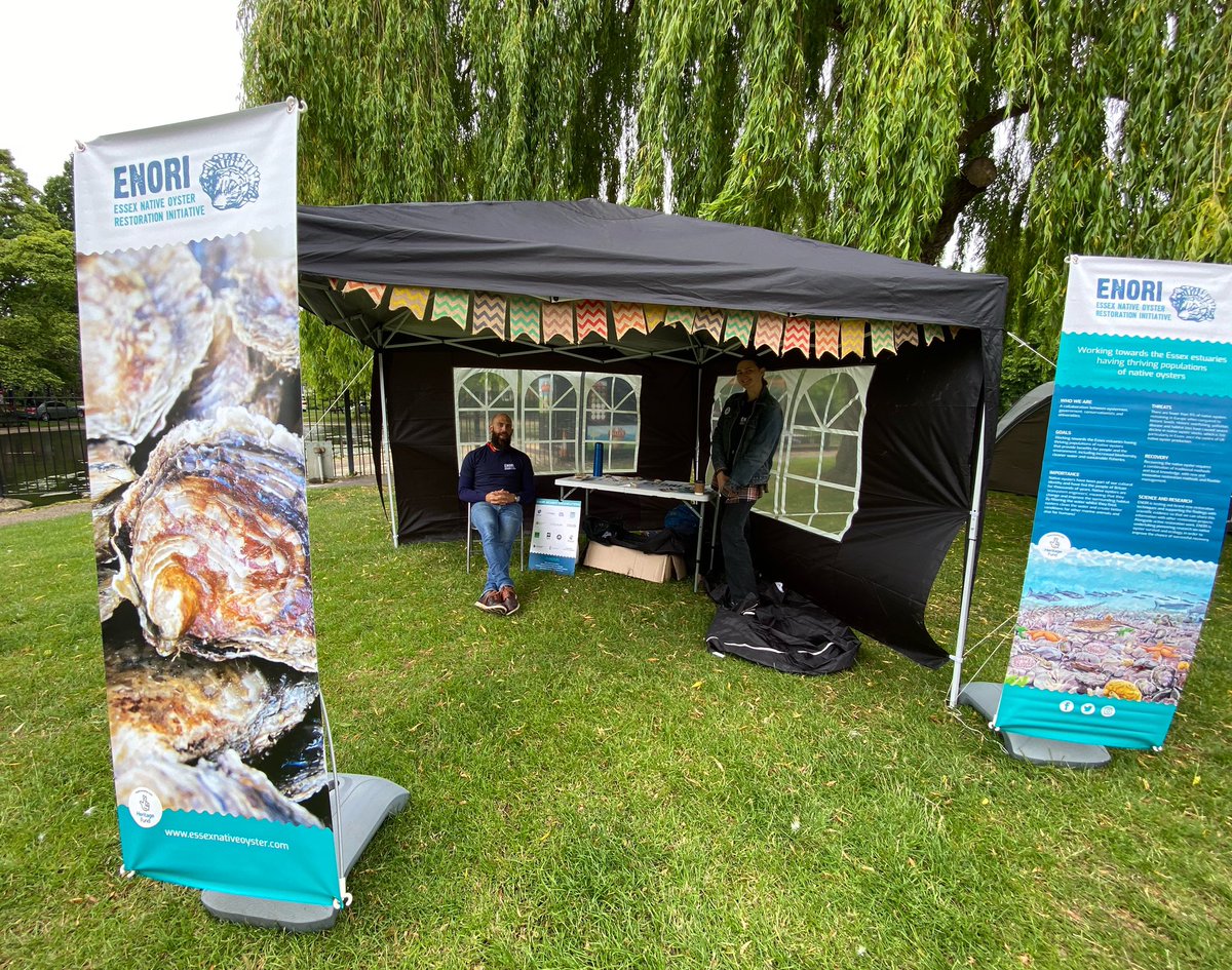 We’re at the #colchestermedievalfestival today and tomorrow, come by and say hello and talk about #nativeoysters with us!