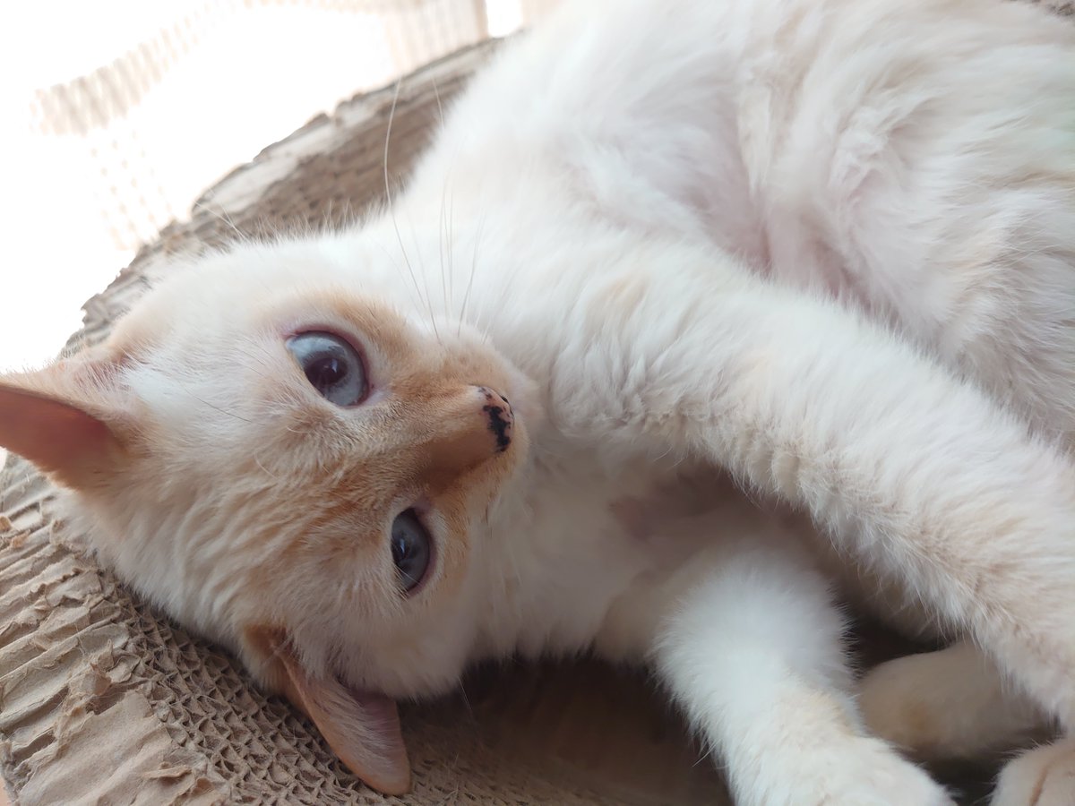 にゃんたまらん🌙( ˘ω˘ ) tweet media