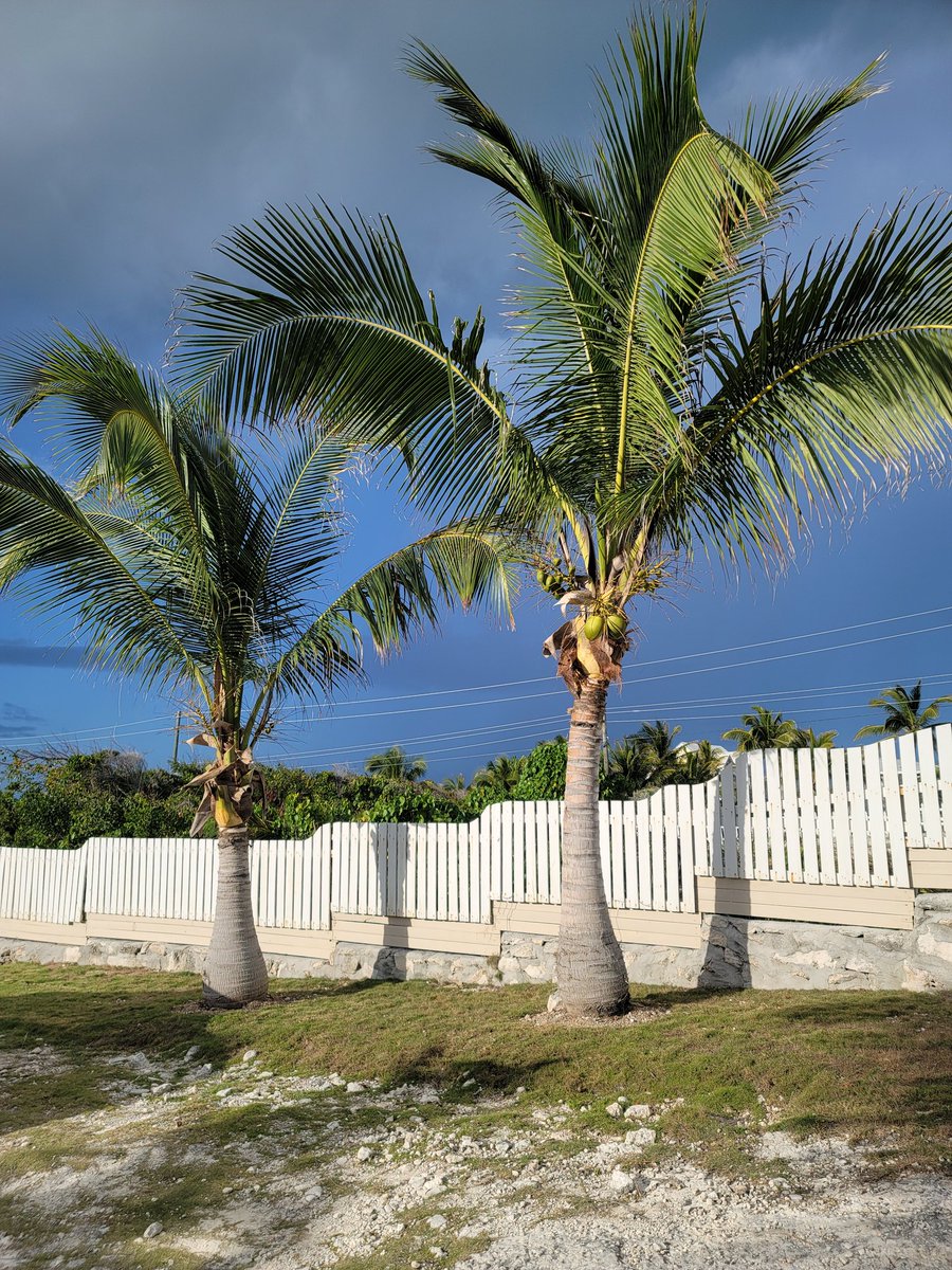 CanuckPalms's tweet photo. 📍 Canuck Palms 🌴 
https://t.co/KKqEyXuSUk 
@canuckpalms #exuma #topbeaches #bahamas #greatexuma #islands #vacation #tropical #travel #bestbeaches #itsbetterinthebahamas #relax #travelgram #travelgoals #explore #igtravel #travelblogger #swimmingpigs #waves #ocean #saltlife https://t.co/LsNQVPwGS8