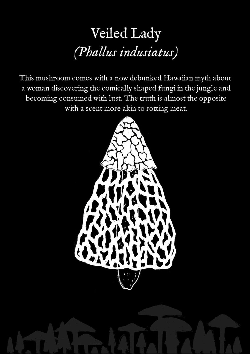 Veiled Lady 

Issue #2 is available for pre-order now!

#veiledlady #veiledladymushroom #mushrooms #mushrooms🍄 #mushroom #Myth #myths #mythology #mythandlorezine #mythandlore #zine #Zines