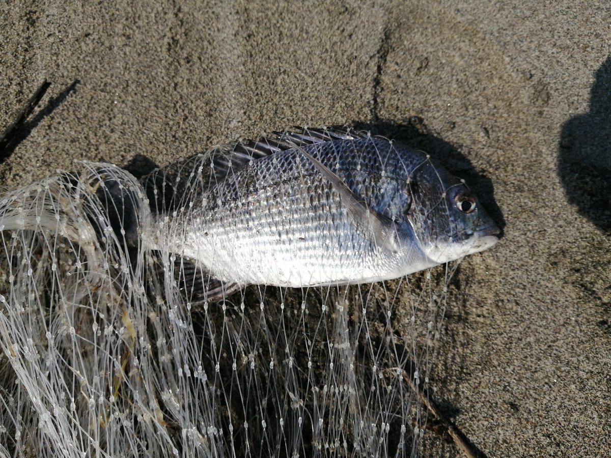 tawake2go's tweet image. 本日の昼打ち、干潮狙いでオンショアビュービューの中網打ち、地形変わって狙いがわからん。
魚居ませんね。