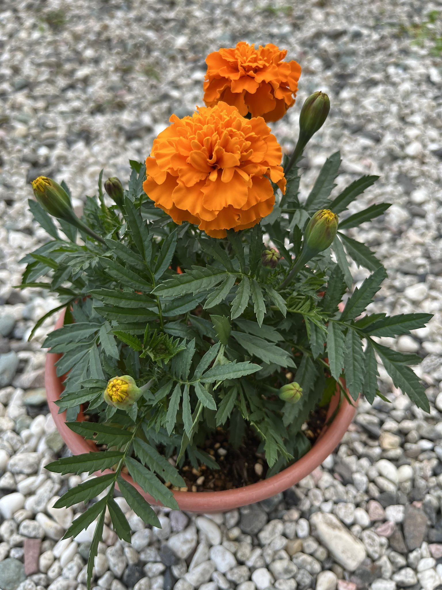 Nobu 春先に種を蒔いたマリーゴールドが開花しました 花名の由来は 聖母マリアの黄金の花 マリーゴールド全般の花言葉 は 嫉妬 絶望 悲しみ オレンジは 予言 黄色系の花には不吉をほのめかす花言葉が多いみたいです マリーゴールド Nobu 春先に種を蒔いたマリーゴールドが開花しました 花名の由来は 聖母マリアの黄金の花 マリーゴールド全般の花言葉 は 嫉妬 絶望 悲しみ オレンジは 予言 黄色系の花には不吉をほのめかす花言葉が多いみたいです マリーゴールド