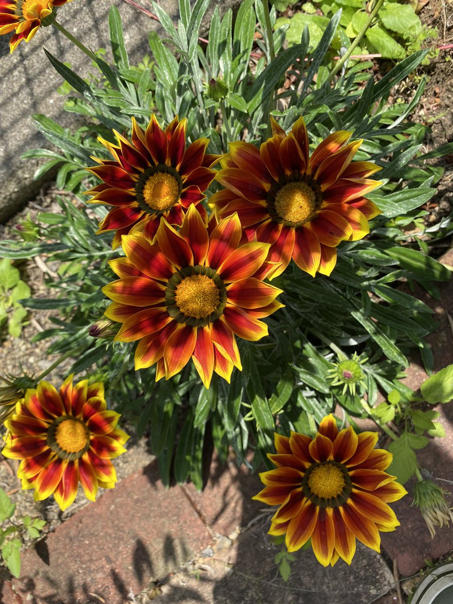 kanoco7's tweet photo. 今日は天気良かったので午前中のうちに草取りしました😄
庭の花たち🌸🦚☘️

#ジニア #ラベンダー #アジサイ #ガザニア https://t.co/4mrUSZApLy
