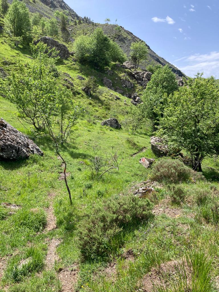 PARCO_AVETO's tweet photo. Sopralluogo con @PaolaCaffa e imprese locali per realizzazione #ViadelleMalghe, nuovo percorso escursionistico di #parcoaveto, da realizzarsi con fondi @pc_maritime #CambioVIA, per la valorizzazione degli itinerari locali della #Transumanza in @ComunBorzonasca #TransumareFestival https://t.co/5o0Wc7B6FJ