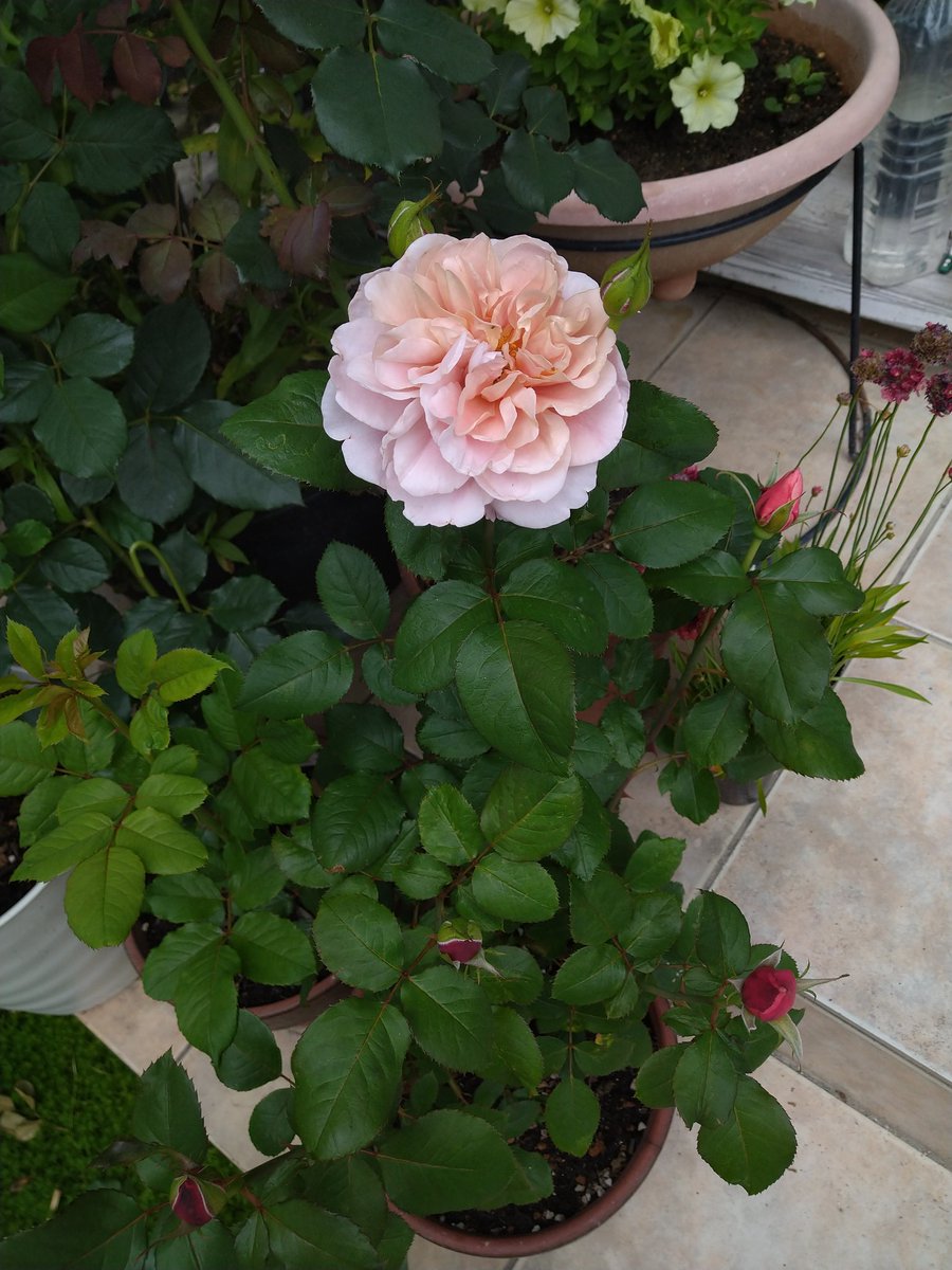 Juneberry0607 Juneberry0607 Twitter