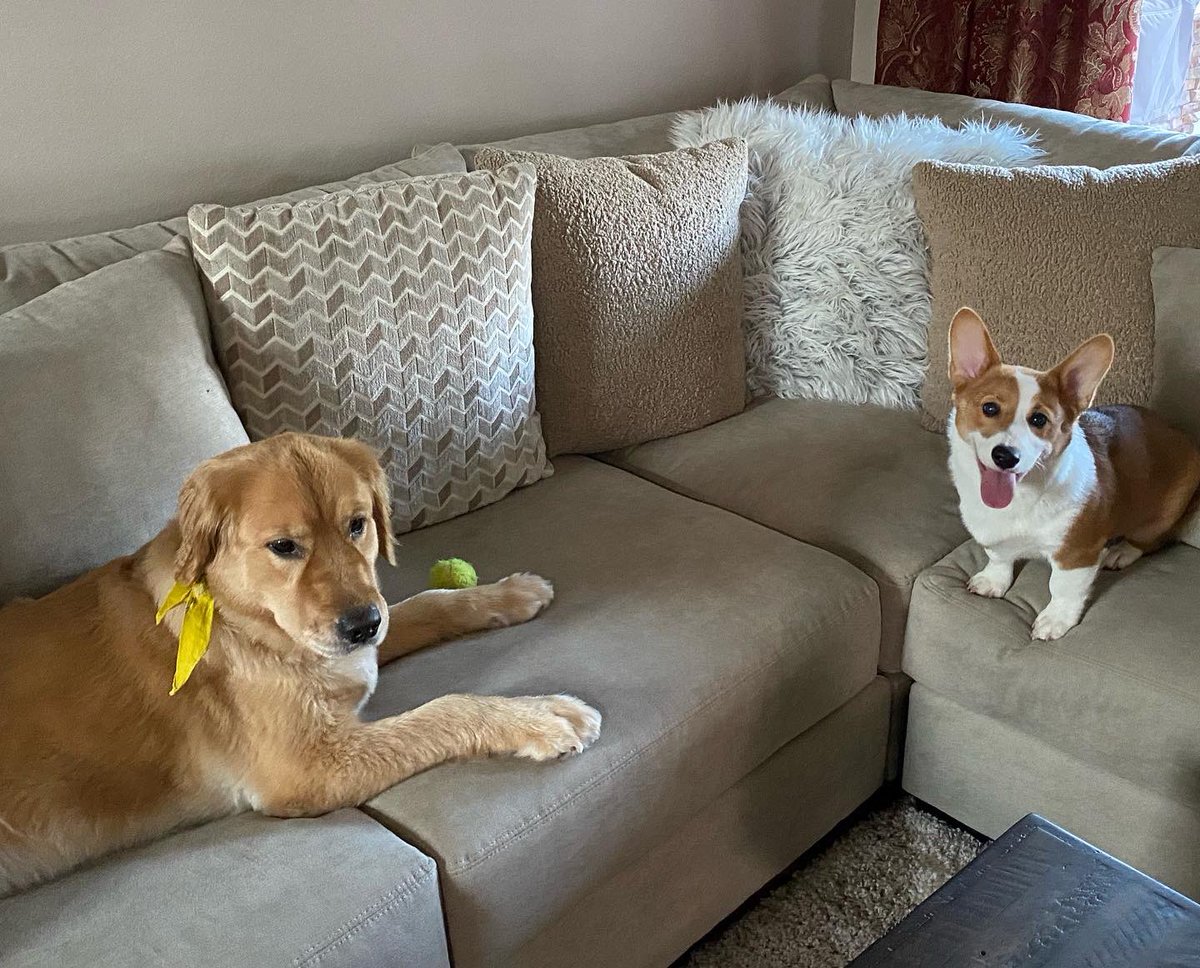 vstockerl's tweet photo. Lacy has a new friend this weekend… I’m saying they’re friends, Lacy is not quite as sure 😬🐶💨🙈🤪🌪#newfriends #notsosure #crazycorgi https://t.co/J92GcrZXcL