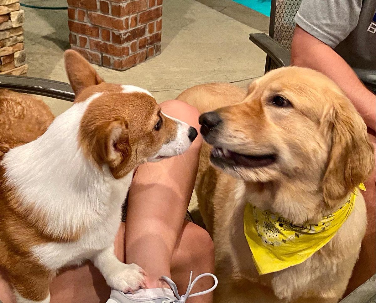 vstockerl's tweet photo. Lacy has a new friend this weekend… I’m saying they’re friends, Lacy is not quite as sure 😬🐶💨🙈🤪🌪#newfriends #notsosure #crazycorgi https://t.co/J92GcrZXcL