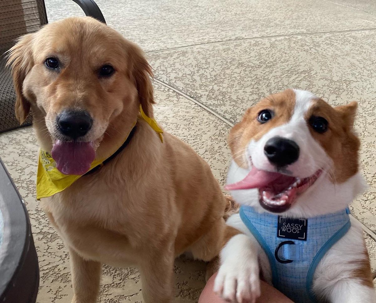 vstockerl's tweet photo. Lacy has a new friend this weekend… I’m saying they’re friends, Lacy is not quite as sure 😬🐶💨🙈🤪🌪#newfriends #notsosure #crazycorgi https://t.co/J92GcrZXcL