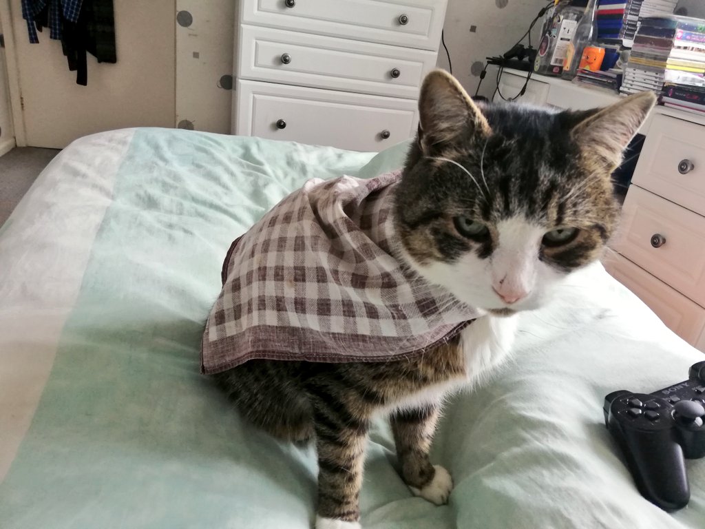 DaleSly1's tweet photo. Gave Oscar a cape.
He shall now be known as Superpussy. https://t.co/BajTKgcsTa