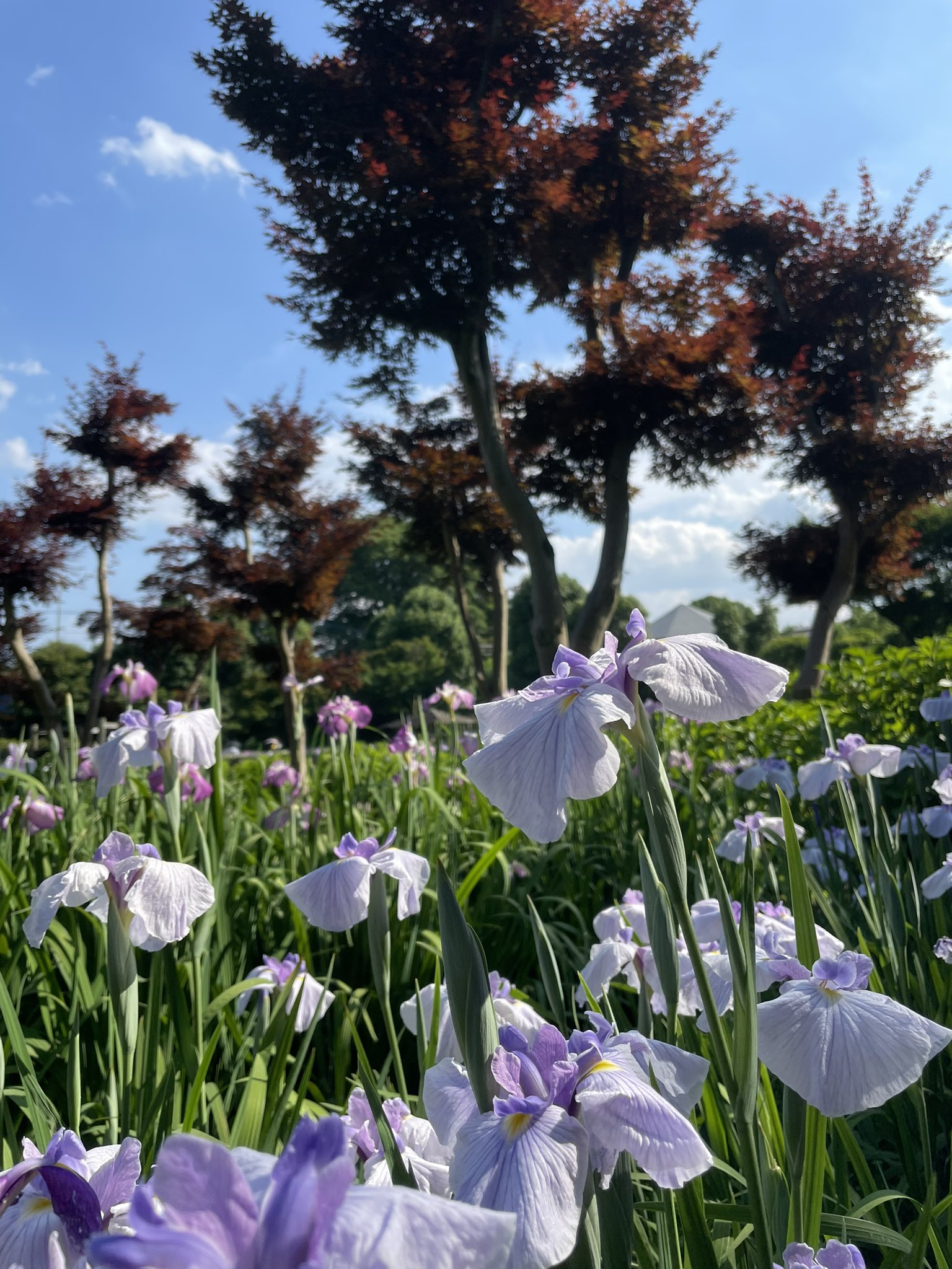 Daisoよりseria派 染谷花しょうぶ園 さいたま市見沼区 22年6月4日 人が少なくてキレイでもう最高です おすすめ 入場料500円 人 駐車場300円 菖蒲園 花菖蒲 しょうぶ 菖蒲 染谷花しょうぶ園 T Co Pf11rux2n2 Twitter Daisoよりseria派 染谷花しょうぶ園 さいたま市見沼区 22年6月4日 人が少なくてキレイでもう最高です おすすめ 入場料500円 人 駐車場300円 菖蒲園 花菖蒲 しょうぶ 菖蒲 染谷花しょうぶ園 T Co Pf11rux2n2 Twitter