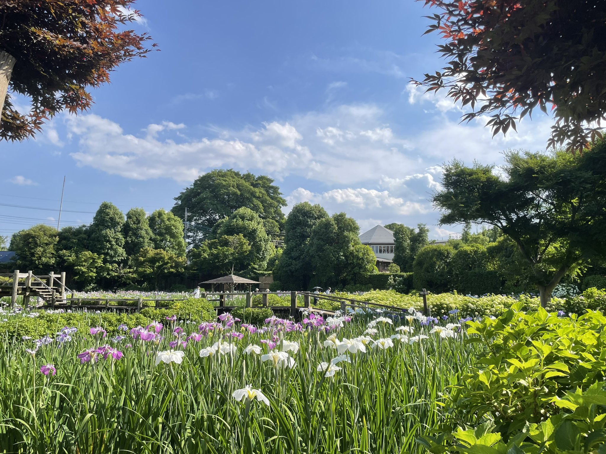 Daisoよりseria派 染谷花しょうぶ園 さいたま市見沼区 22年6月4日 人が少なくてキレイでもう最高です おすすめ 入場料500円 人 駐車場300円 菖蒲園 花菖蒲 しょうぶ 菖蒲 染谷花しょうぶ園 T Co Pf11rux2n2 Twitter