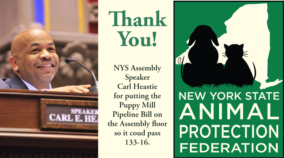 Thanks to Assembly Speaker Carl Heastie's leadership, the Puppy Mill Pipeline bill is now on its way to the Governor's desk for her signature. @CarlHeastie