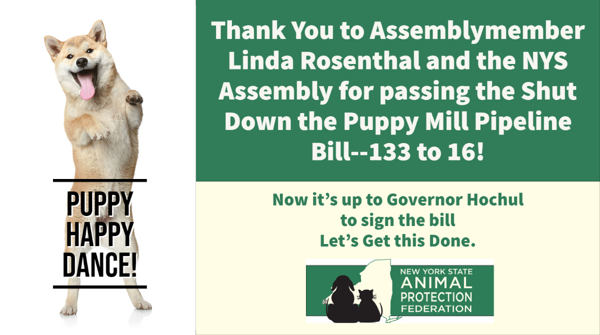Thank you to Assemblywoman Linda Rosenthal and the NYS Assembly for shutting down the Puppy Mill Pipeline. <a href="/LindaBRosenthal/">Linda B. Rosenthal “the #OriginalRosenthal”</a>