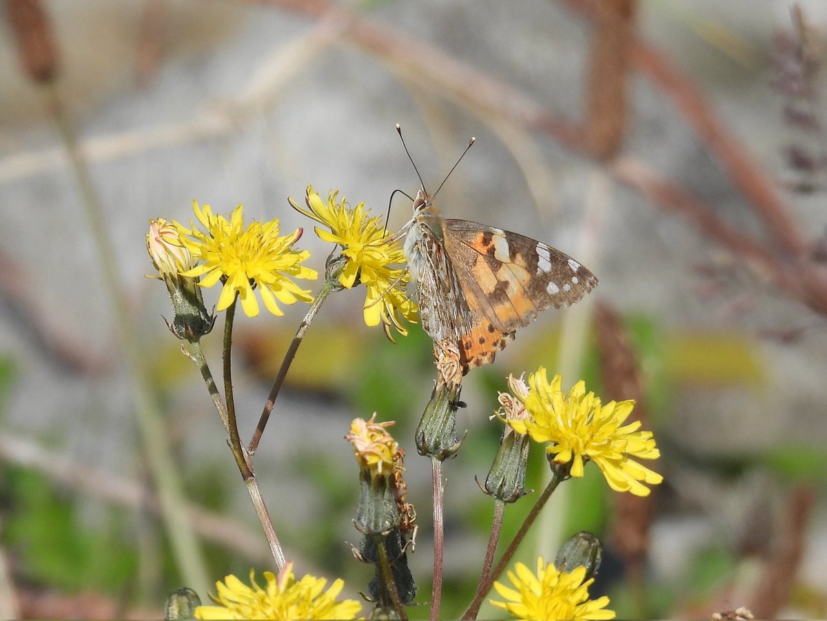 #30dayswild day 4, some beautiful #butterflies on the coast. #northeastcoast
@30DaysWild