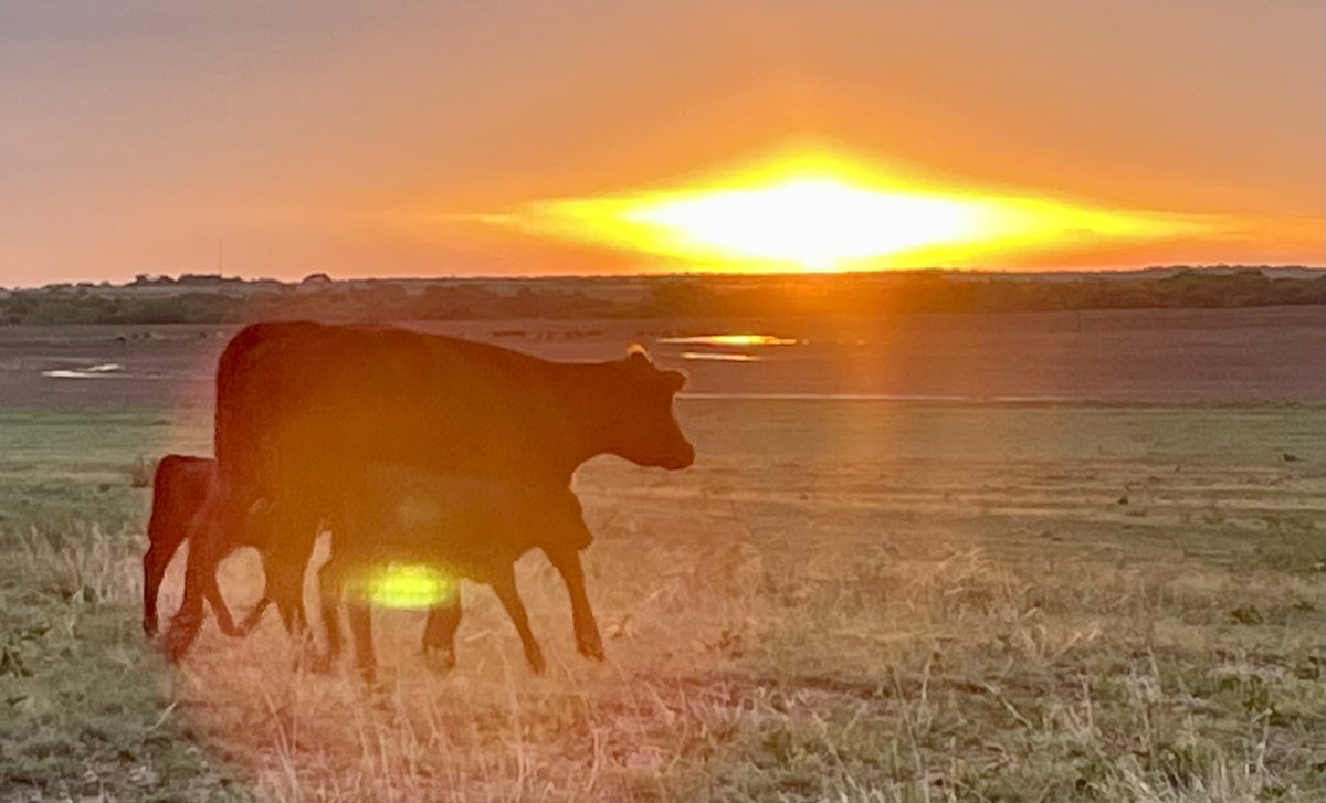 Twin calves born in the middle of 2.5” thunderstorm.   It’s ALL going to be okay.
