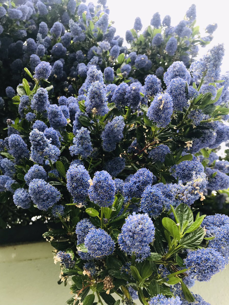 sdhowe80's tweet image. Patience and hard work pays off. Is this a sign of being middle-aged? #joysofgardening