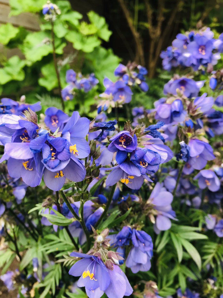 sdhowe80's tweet image. Patience and hard work pays off. Is this a sign of being middle-aged? #joysofgardening