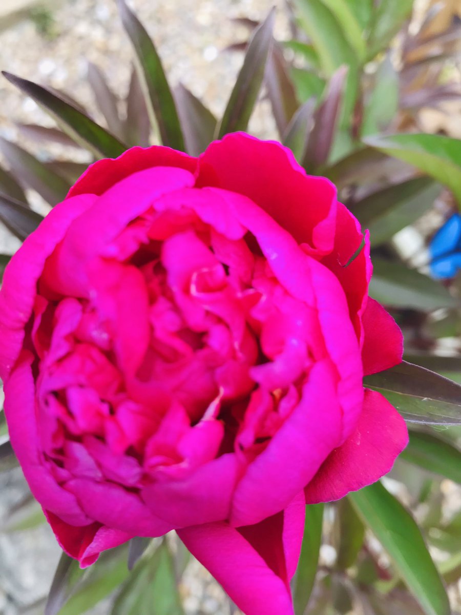 sdhowe80's tweet image. Patience and hard work pays off. Is this a sign of being middle-aged? #joysofgardening