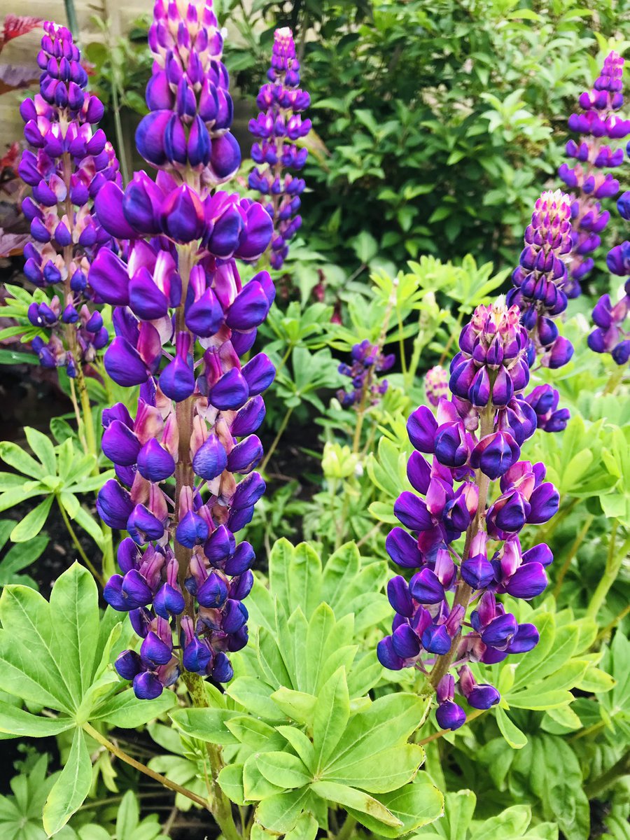 sdhowe80's tweet image. Patience and hard work pays off. Is this a sign of being middle-aged? #joysofgardening