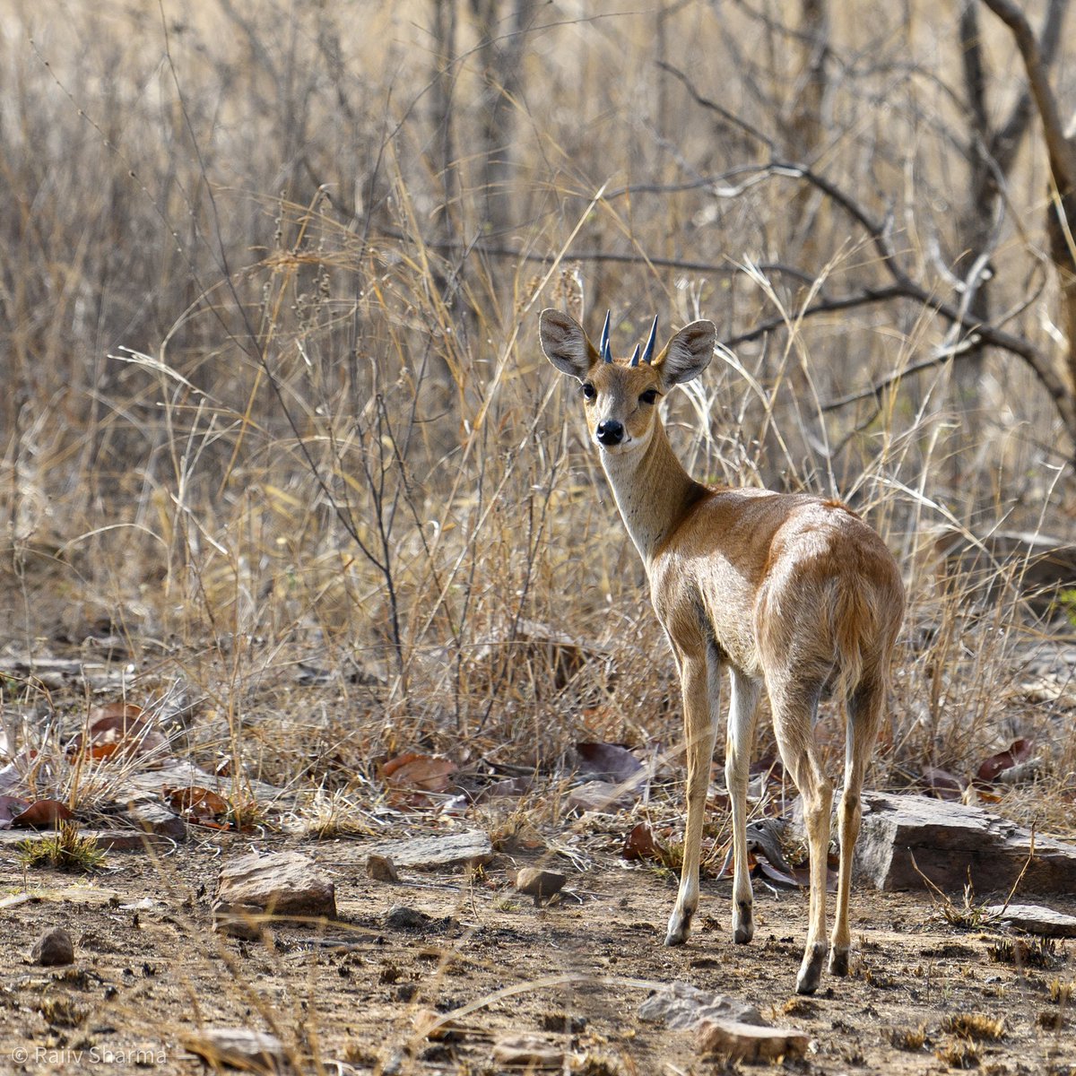 rajiivsharma's tweet photo. A different game … four horn head.

#chausingha 😍😍
#Pannatigerreserve #Pannanationalpark 
@PannaTigerResrv 
#ThePhotoHour #IndiAves
#IncredibleIndia #ThroughYourLens #wildlifephotography #BBCWildlifePOTD #TwitterNatureCommunity 
#TwitterNaturePhotography 
#wildlifeshortstories https://t.co/keAD7LXO5P