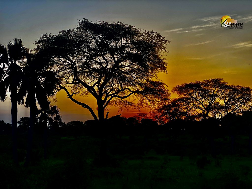 This how it feels like to wake up to a beautiful sunrise in #savanna plains with #acacia #trees. 

When you are welcomed by this gold in the sky. The #beautiful #sunrise

Inset sunrise in #Murchisonfallspark #Uganda  
.
.
.

#Africasafari, #gorillatrekking, #Naturephotography,