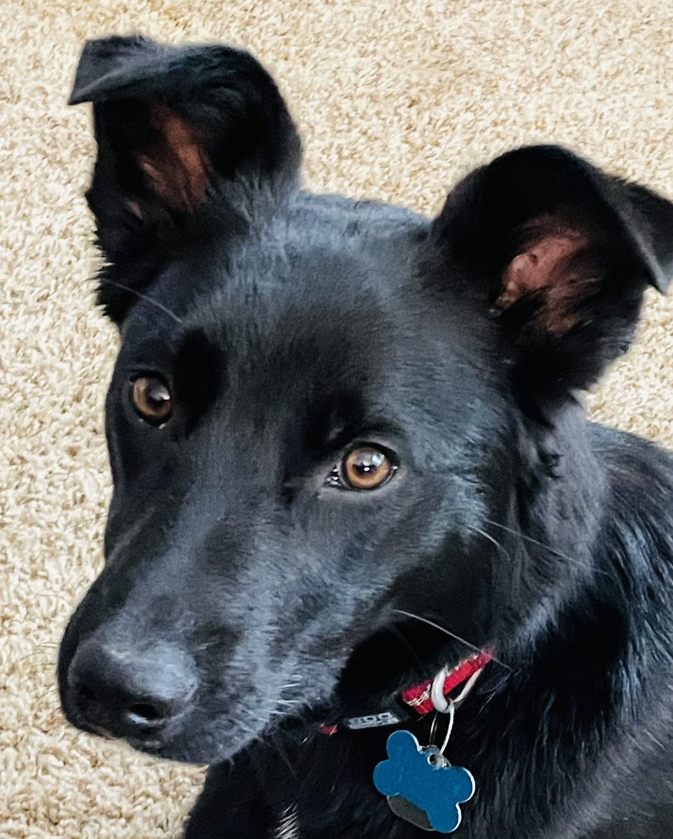 reddoorcoaching's tweet photo. Sometimes inspiration comes from four legged teachers.  Staying in the present!  Thank you Stella!!!  💕💕💕.  Have a great weekend!  #RecoveryPosse #recoverypluspodcast #SoberNotSombre #motivation #selflove https://t.co/eu5PTRpqdC