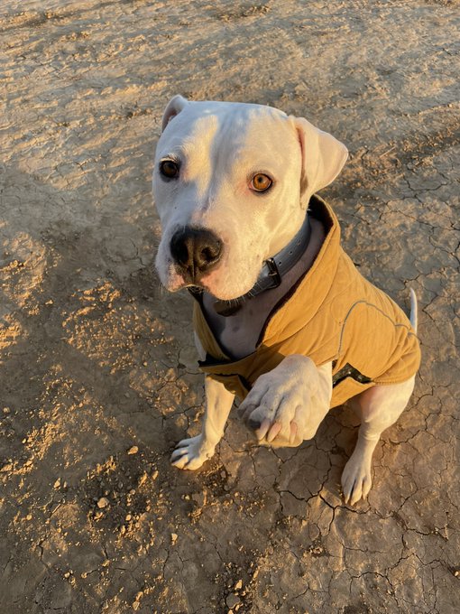 Some of my favorite photos of Yeti https://t.co/claJG13uLq