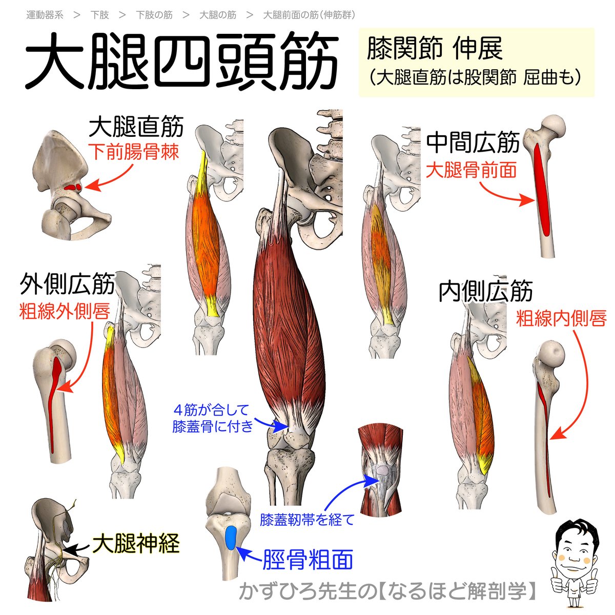 新版 岡嶋解剖学 41HvpYNFcOL._AC_SY200_QL15_.jpg