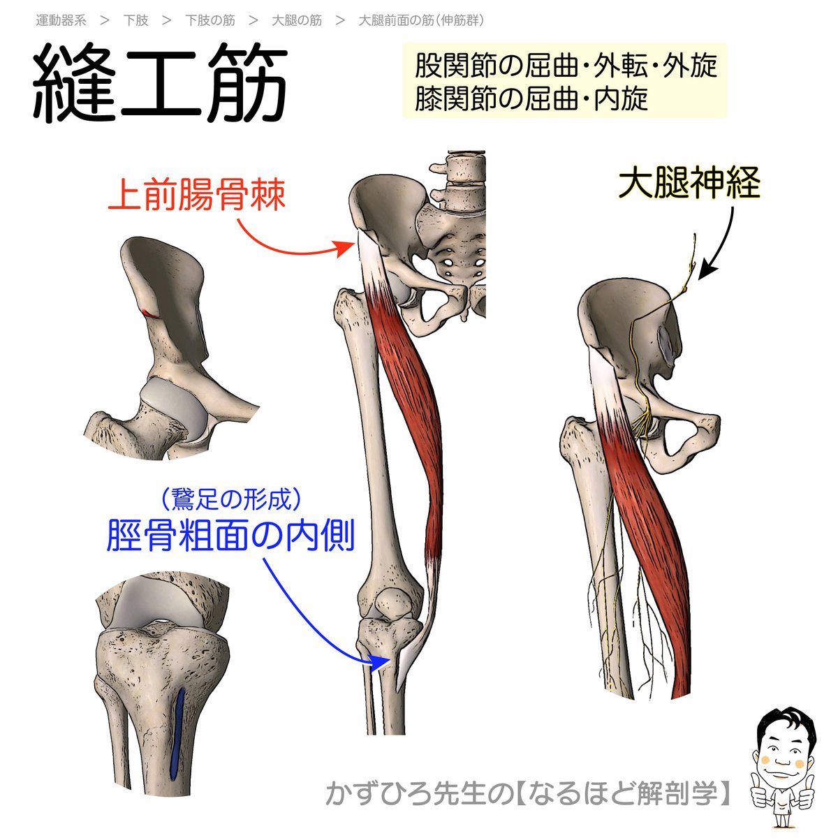 黒澤一弘（かずひろ）解剖学IT教育・指圧師・ラダック on X