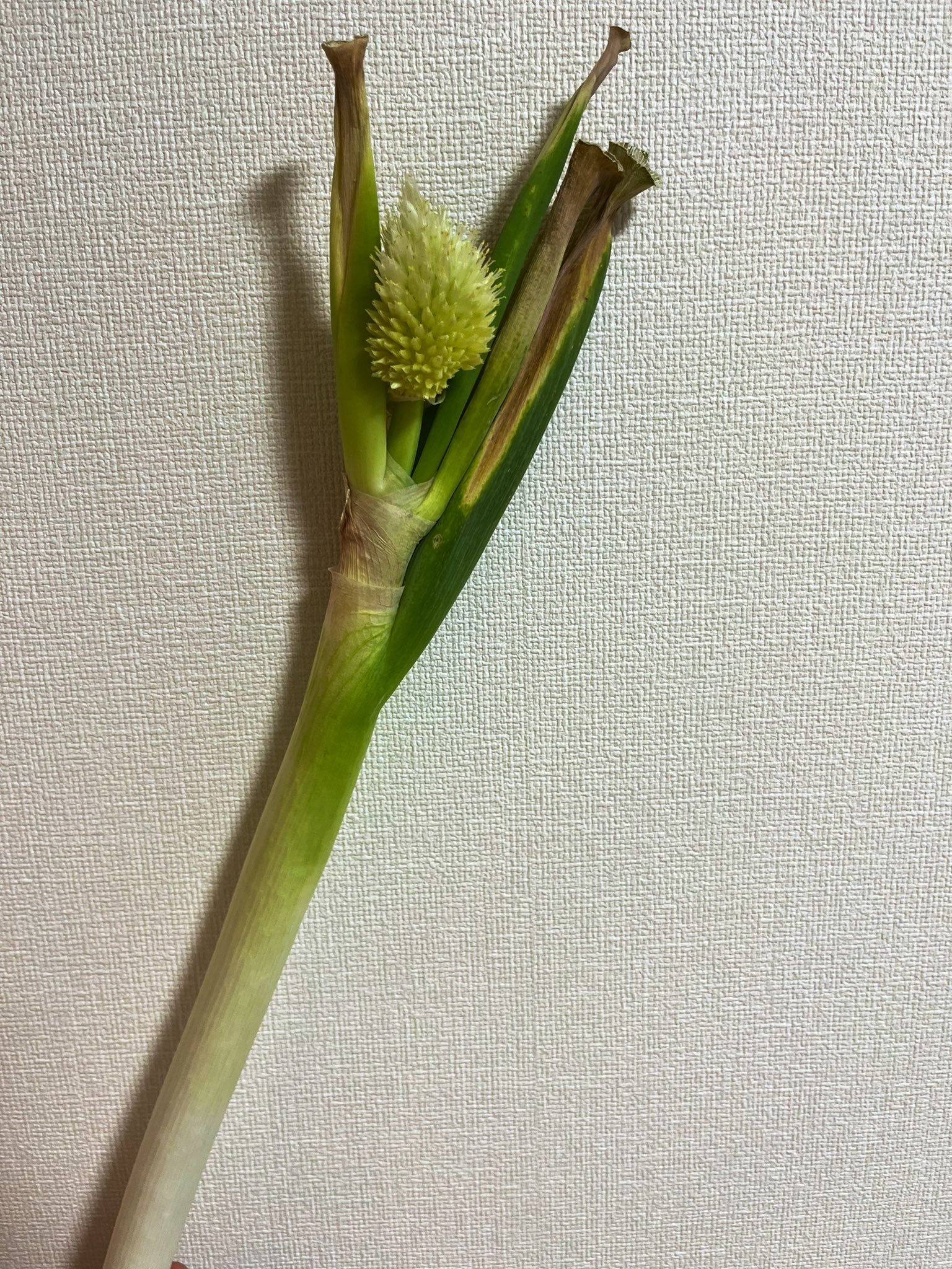 北條瑛祐 Abcアナウンサー ネギに花咲いた T Co R3gf2luxli Twitter 北條瑛祐 Abcアナウンサー ネギに花咲いた T Co R3gf2luxli Twitter