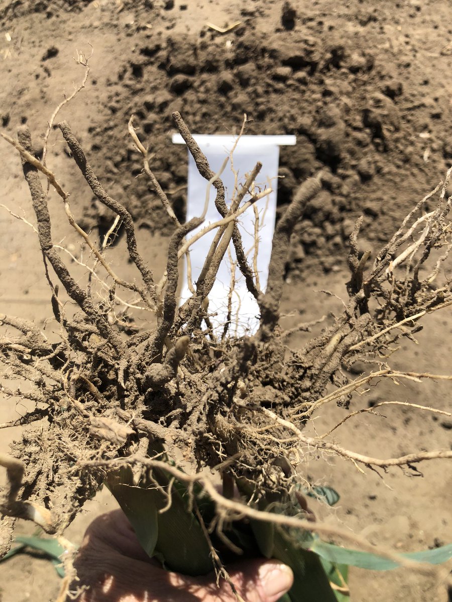 Looking at corn roots treated with DPH Biologicals product SP-1.  Looking close one has more young white feeder roots able to mine more of the nutrients in the top portion of the rooting zone #rootstimulation #nutrientmineralization