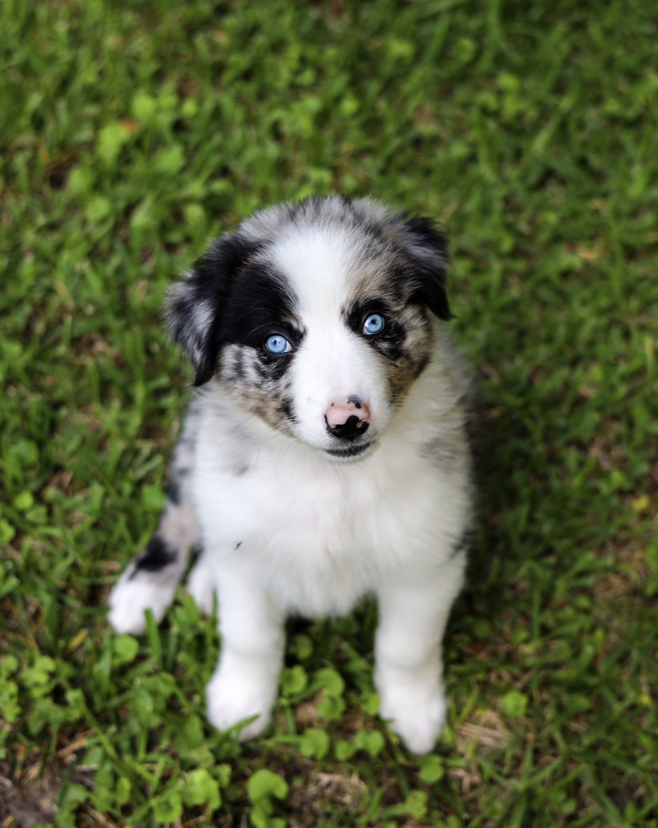 MJ__Parker's tweet photo. Meet the newest addition to my family! This is Auggie. He is 8 weeks and a Border-Aussie. He has so much energy and personality! https://t.co/HXrkqcwNPp