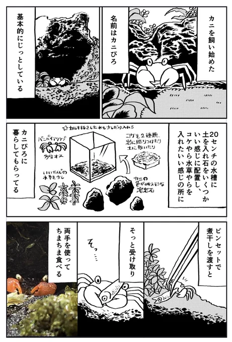 カニを飼い始めた話🦀 