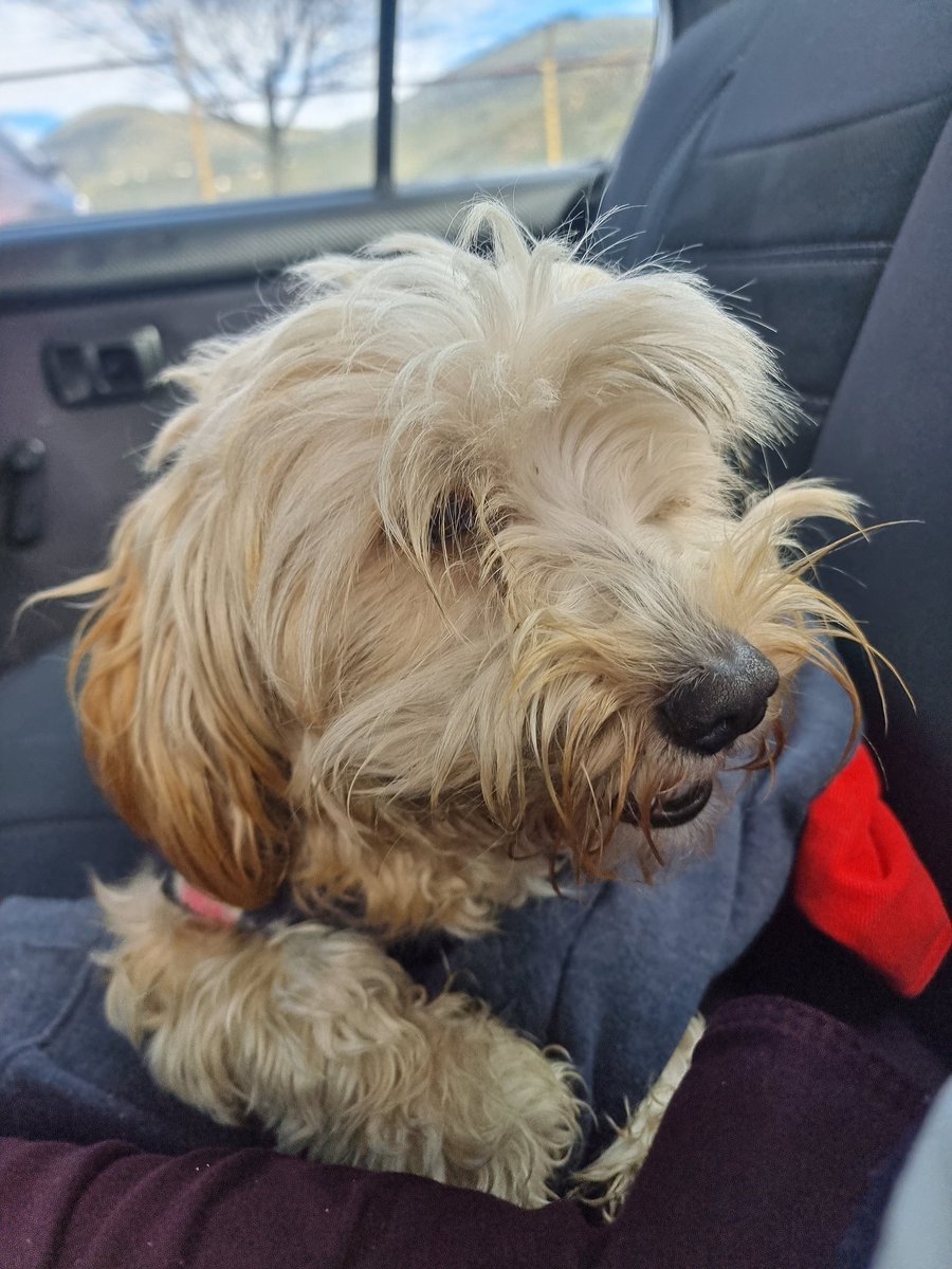 hmi_Ec's tweet photo. Acabo de rescatar a este perrito. Está perdido y desorientado. Casi fue atropellado por varios vehículos. El perrito se encontraba en la Av. Manuel Córdova Galarza a la altura del Colegio Francés. Esto es al norte de Quito. Su apoyo dando retuit y poder encontrar a los dueños. https://t.co/5cy9Xz4q2Q