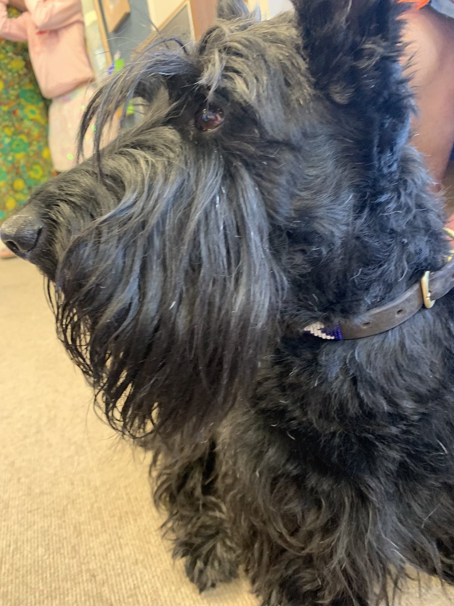 ScotCuthbertson's tweet photo. Douglas is having a great time at #ArranPride #dogsatpride https://t.co/kdAXfP0umU