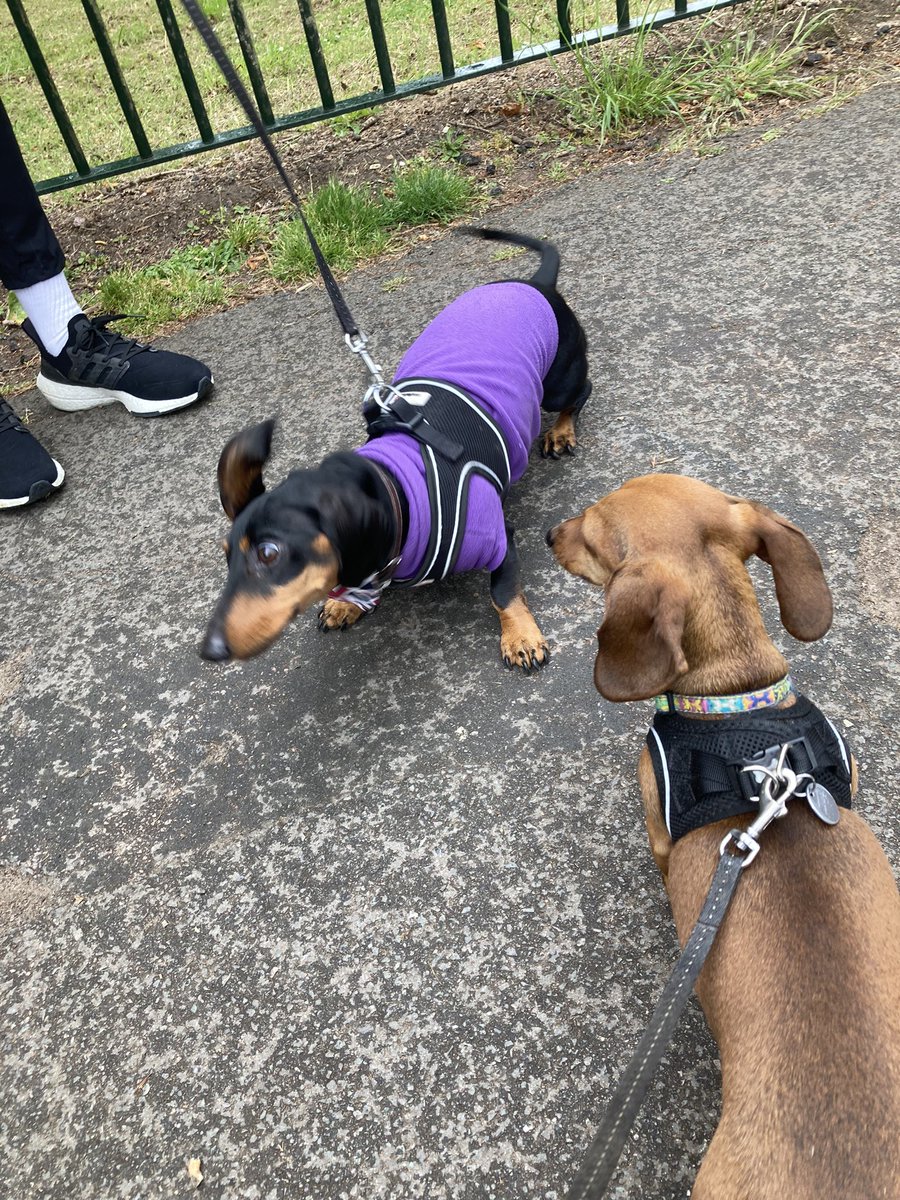 Today we met Milo #Dachshund